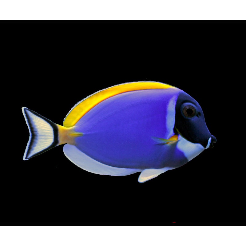 Tang Powder Blue (Acanthurus Leucosternon)