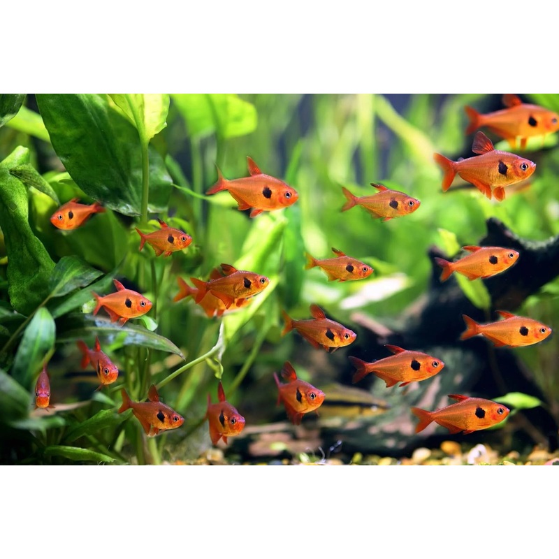 Tetra Red Phantom