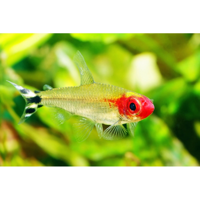 Tetra Rummynose