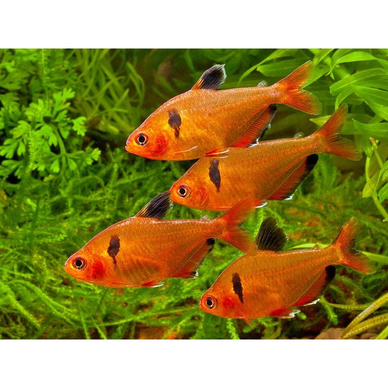 Tetra Serpae