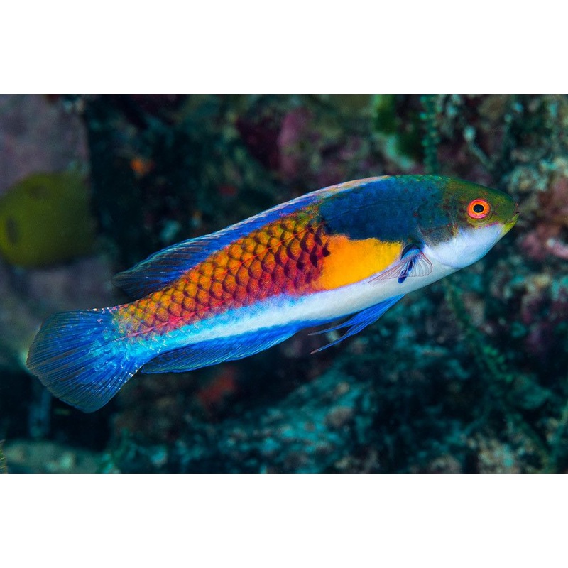 Wrasse - Blue-Side Fairy