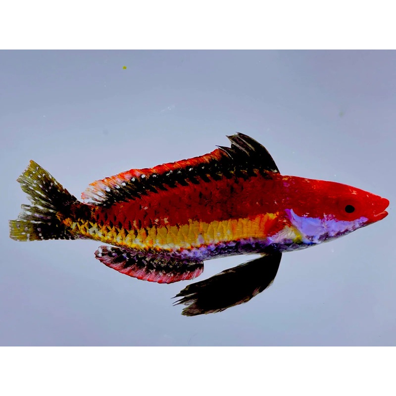 Wrasse - Naokos Fairy "Very Rare" (Cirrhilabrus naokoae)