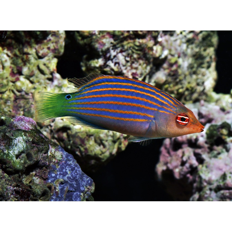 Wrasse - Six Line (Pseudocheilinus hexataenia)