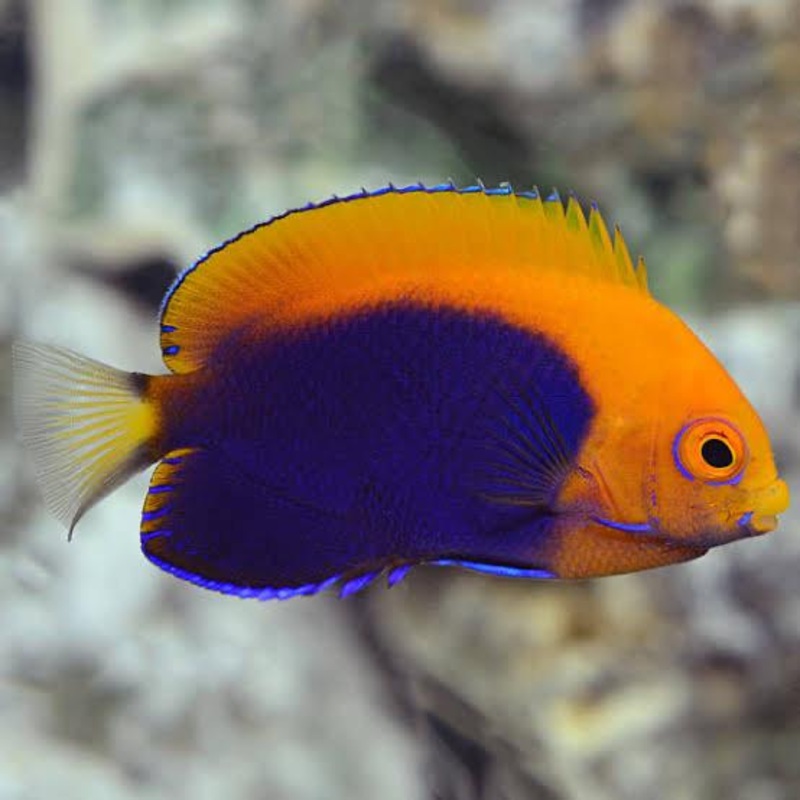 Angelfish Flameback (Special Order) "Very Rare"