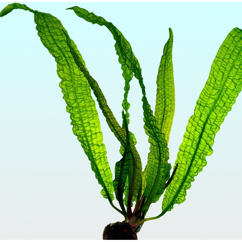 Aponogeton boivinianus *Rare* (Special Order)