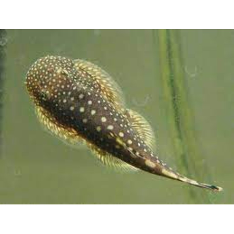Catfish - Borneo Sucker/Hillstream Loach (Gastromyzon punctulatus)