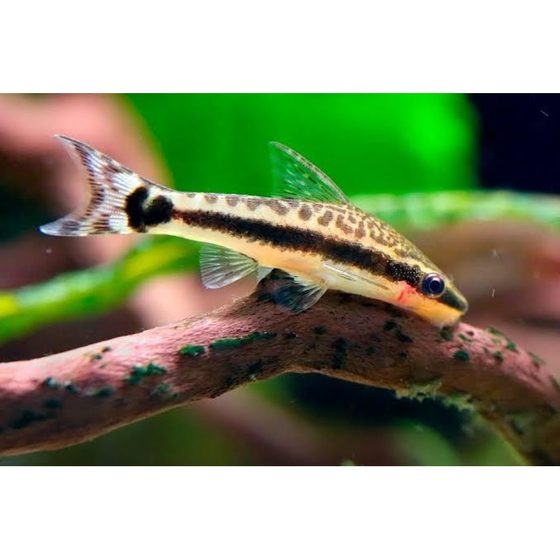 Catfish - Otocinclus/Dwarf Sucker (Otocinclus arnoldi)