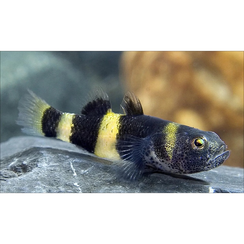 Goby Bumble Bee (brackish water)