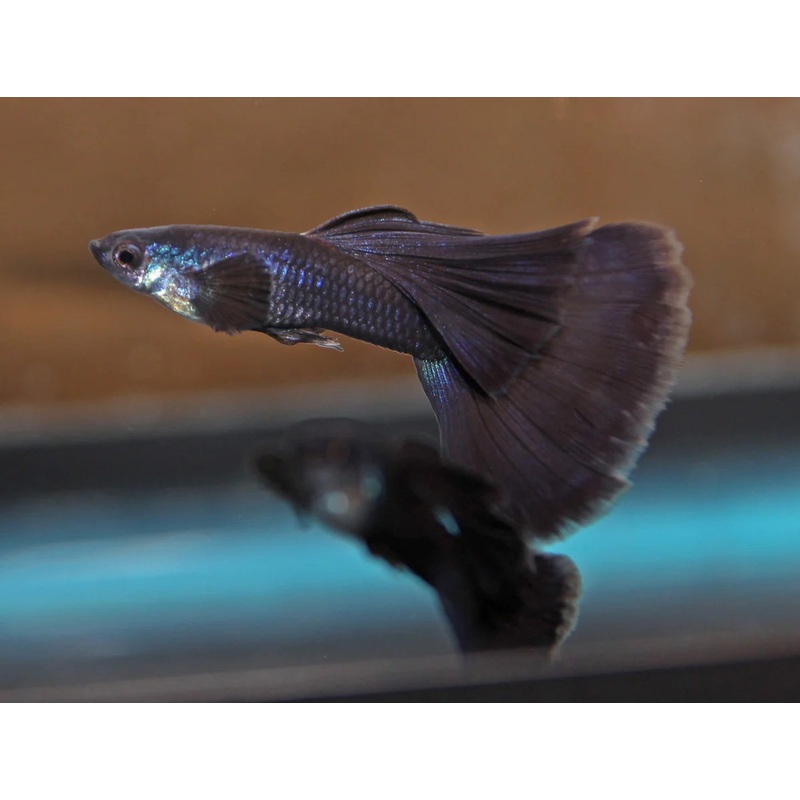 Guppy Moscow Blue Male