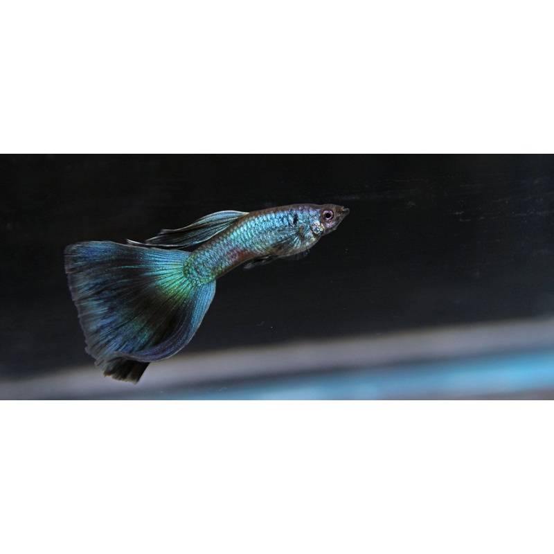 Guppy Moscow Green Male