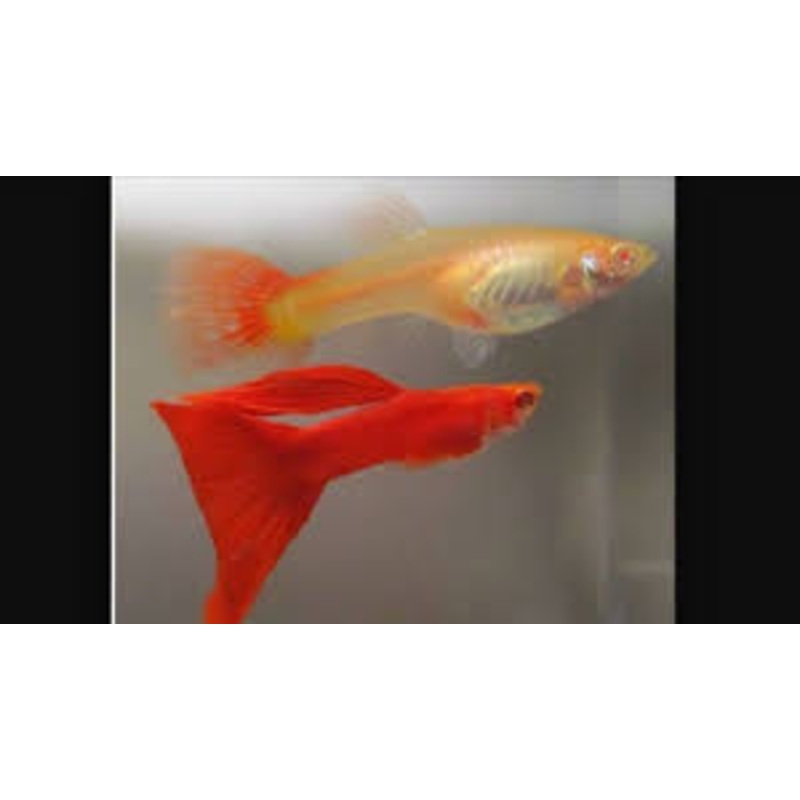 Guppy Moscow Red M/F