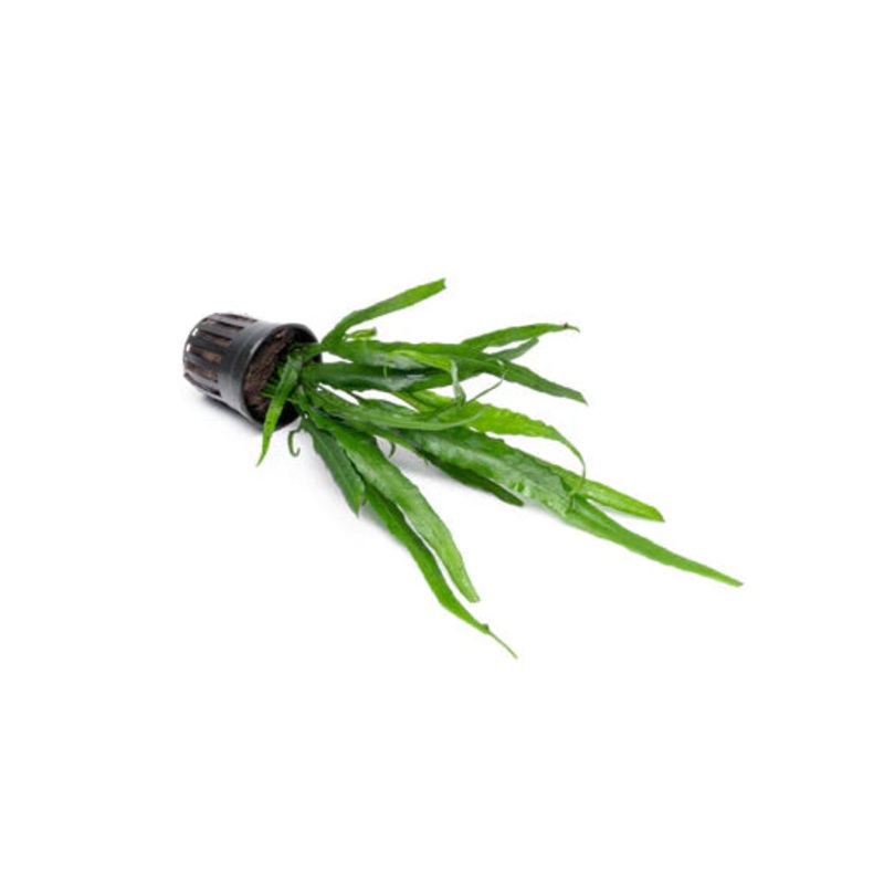 Java Fern - Microsorium pteropus 'Needle Leaf'
