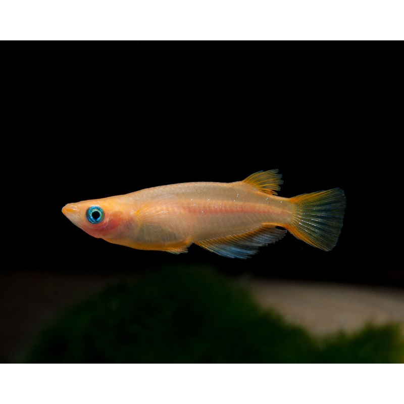 Medaka - Golden (Oryzias latipes)