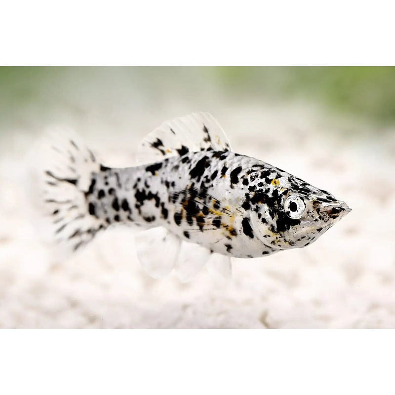 Molly - Dalmation