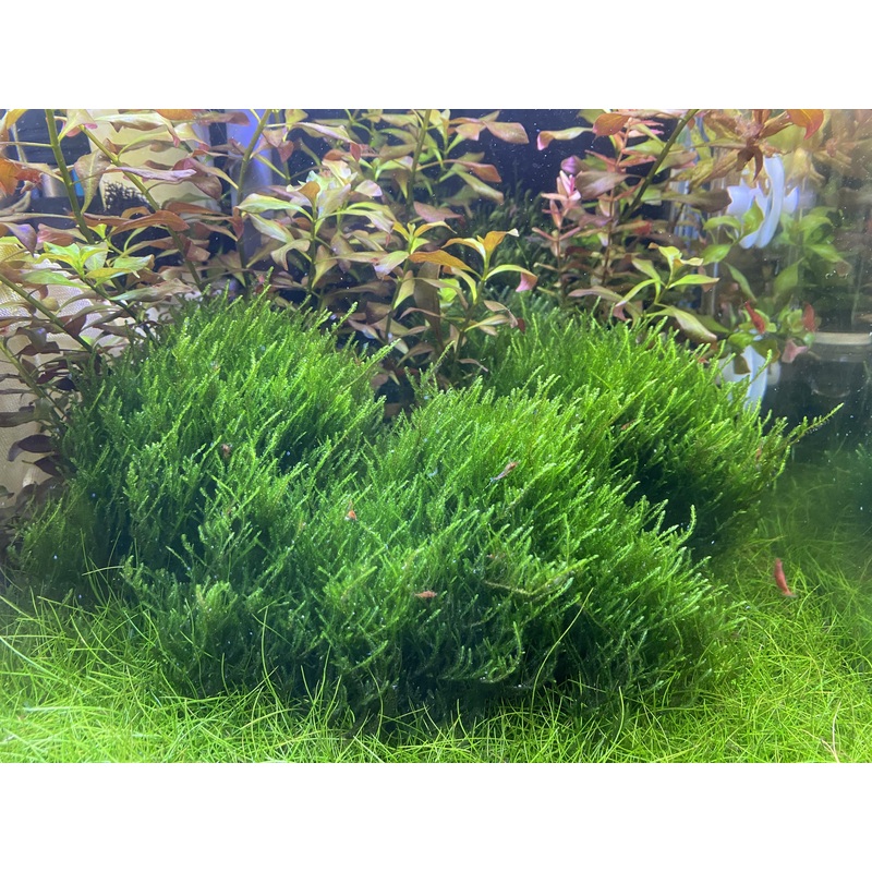 Moss - Flame