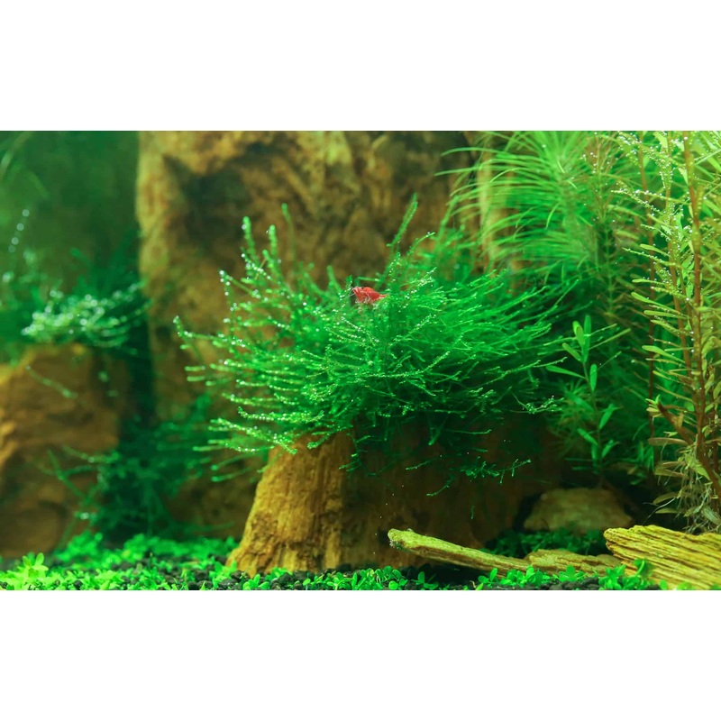 Moss - Java (Taxophyllum barberi)
