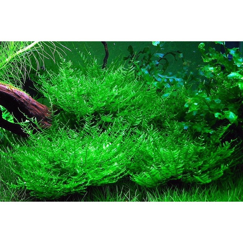 Moss - Peacock