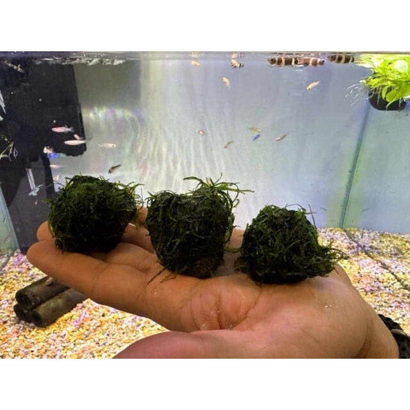 Moss Rock