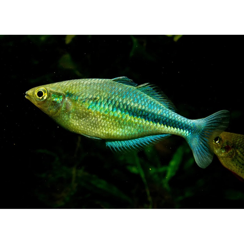 Rainbowfish - Turquoise/Lake Kutubu (Melanotaenia lacustris)
