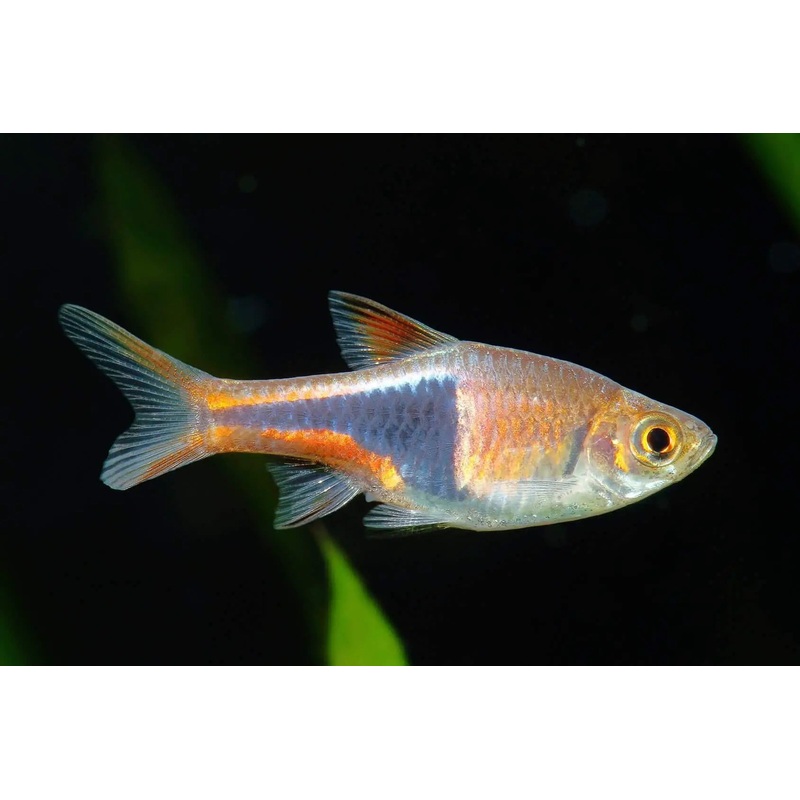 Rasbora - Harlequin (Trigonostigma heteromorpha)