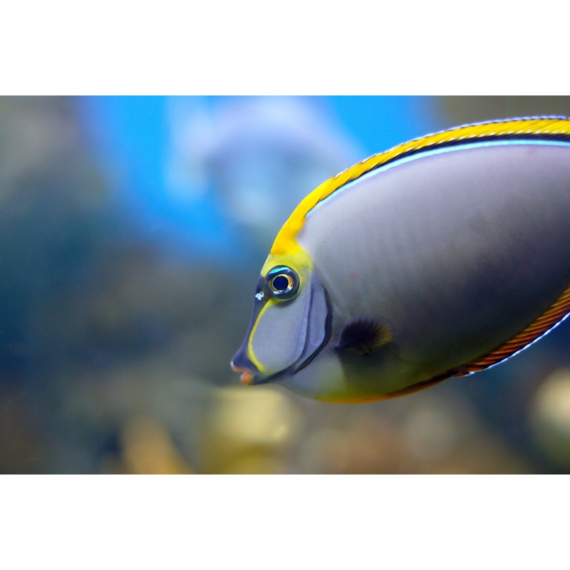 Tang Blonde Lipstick "Rare" (Naso elegans)