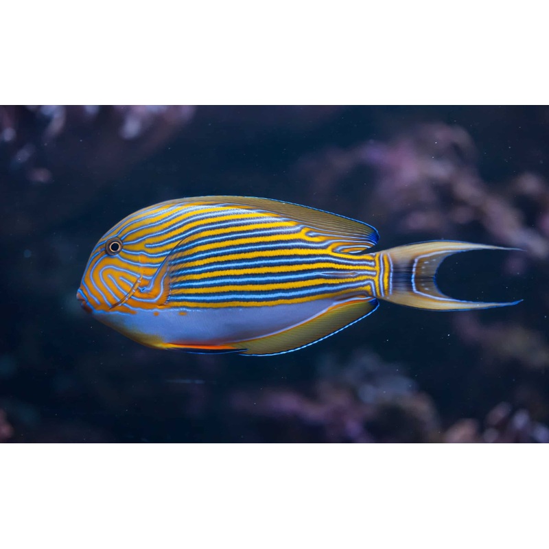 Tang Clown