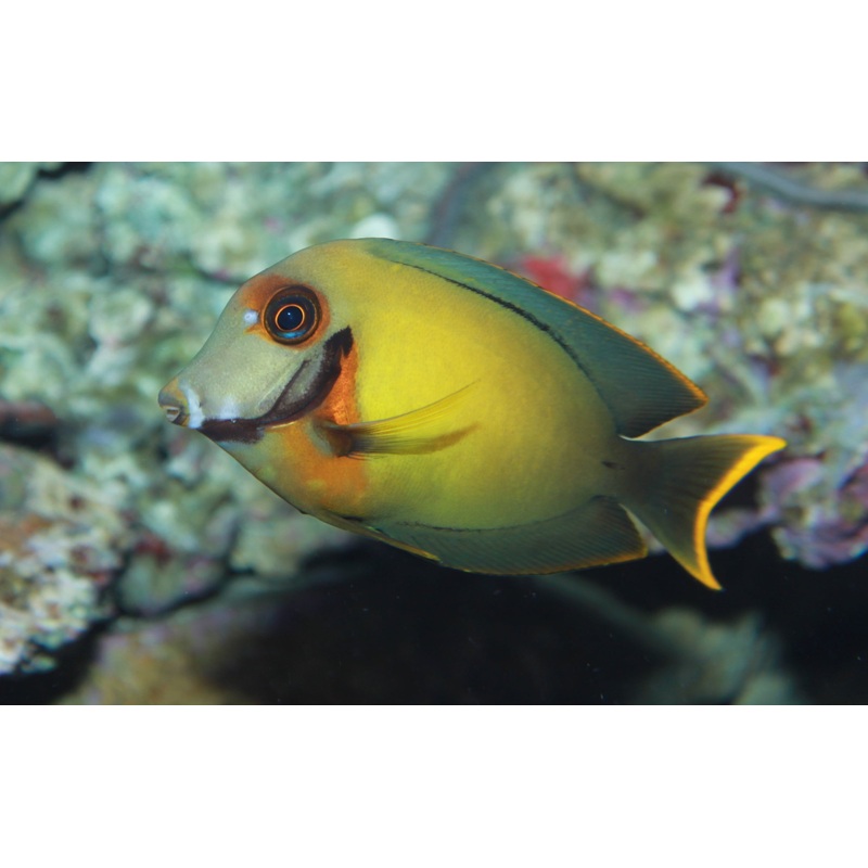 Tang Mimic (Acanthurus pyroferus)