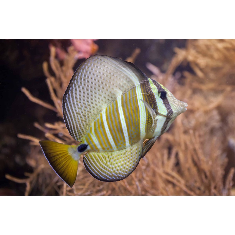 Tang Pacific Sailfin (Zebrasoma veliferum)
