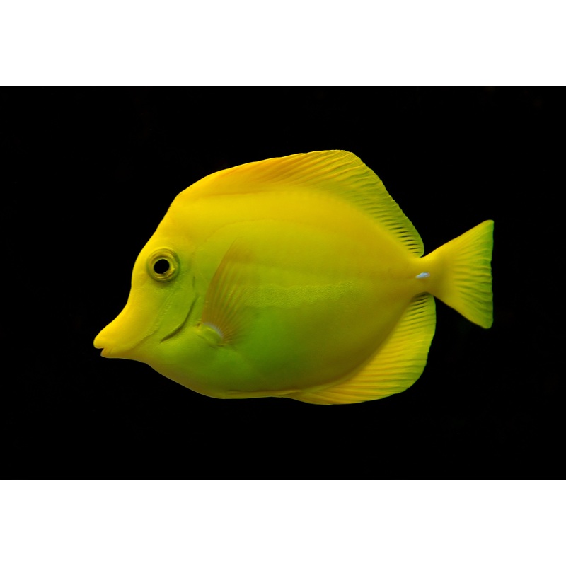 Tang Yellow (Zebrasoma flavescens) "Very Rare"
