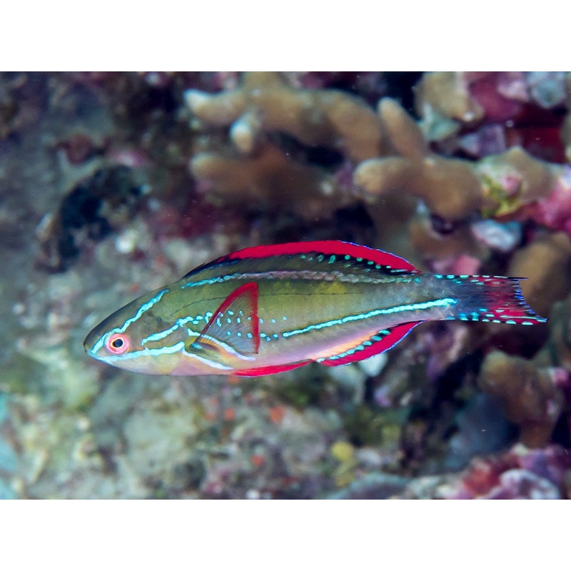 Wrasse - Exquisite Fairy