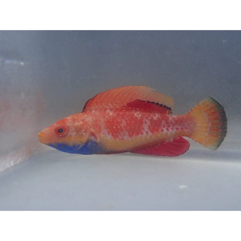 Wrasse - Tono's/Blue Throat Fairy (Cirrhilabrus Cyanogularis) "Rare"