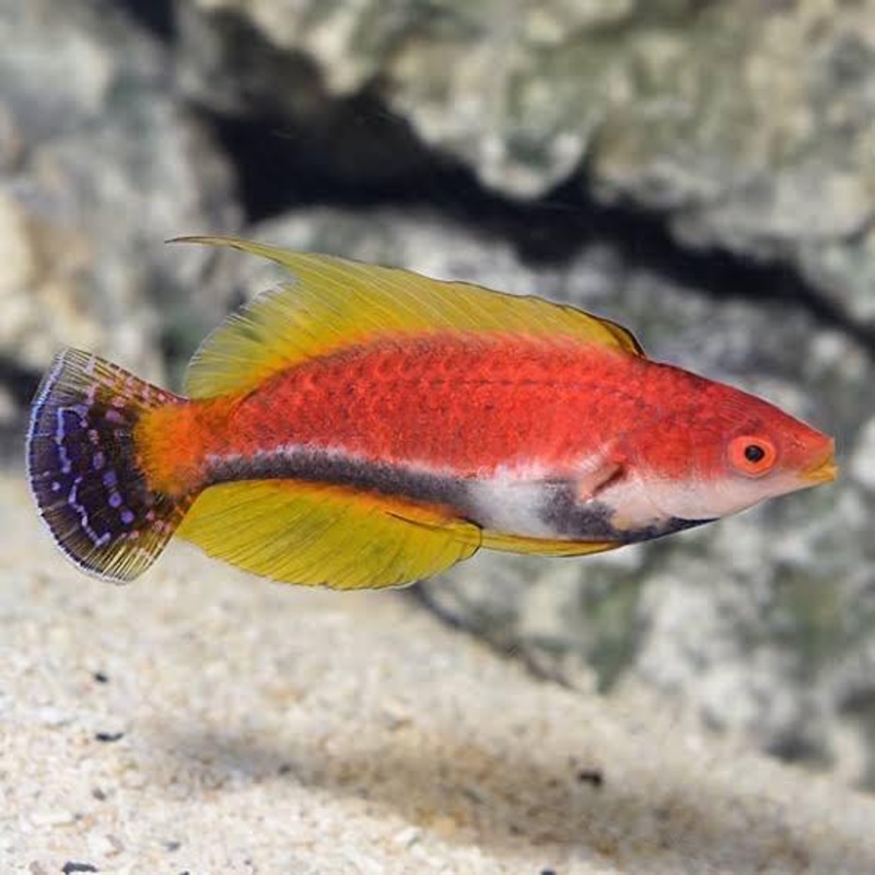Wrasse - Whipfin Fairy