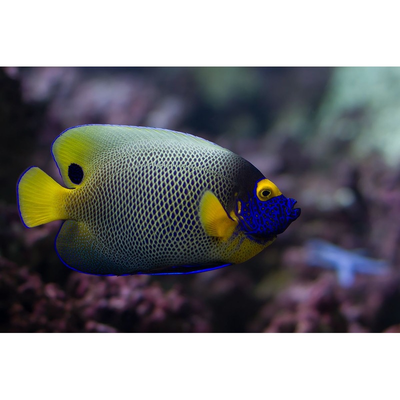Angelfish Blue Face (Special Order) "Very Rare"