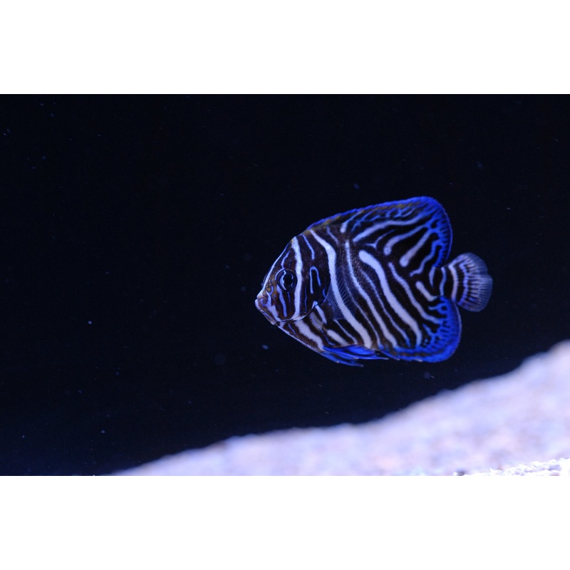 Angelfish Blue Koran- Various