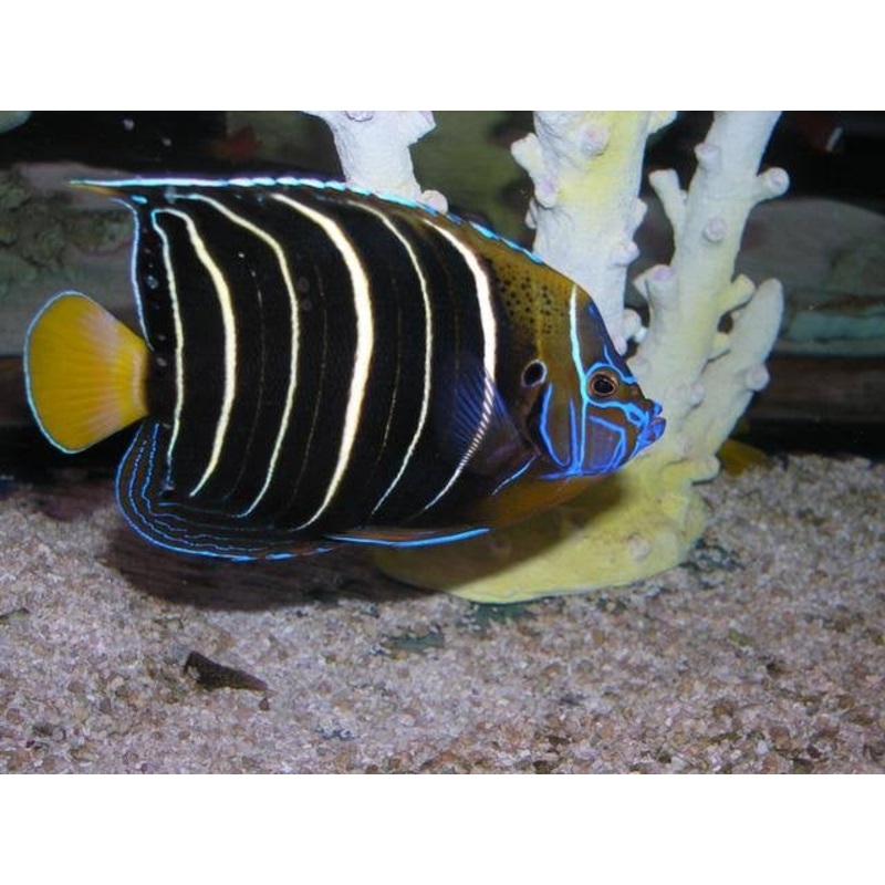 Angelfish Chrysurus (Special Order) "Rare"