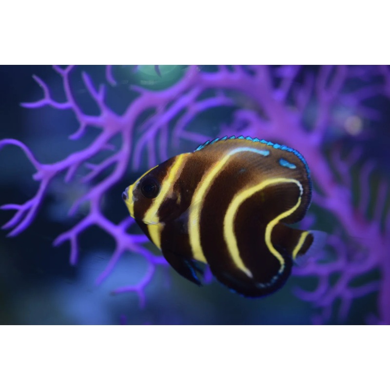 Angelfish Cortez (Special Order) "Very Rare"