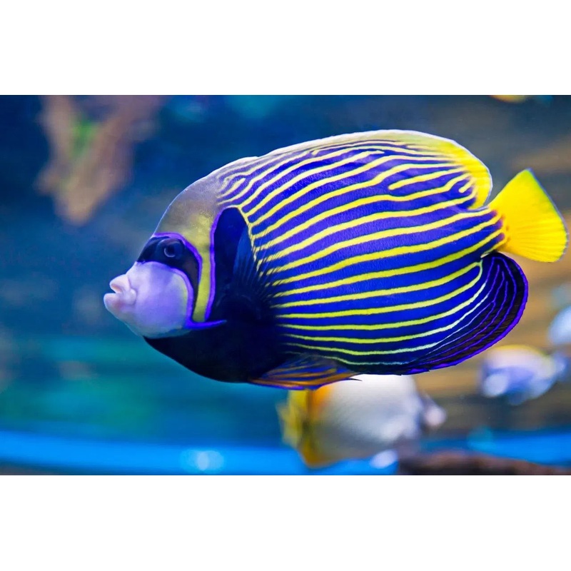 Angelfish Emperor - Various