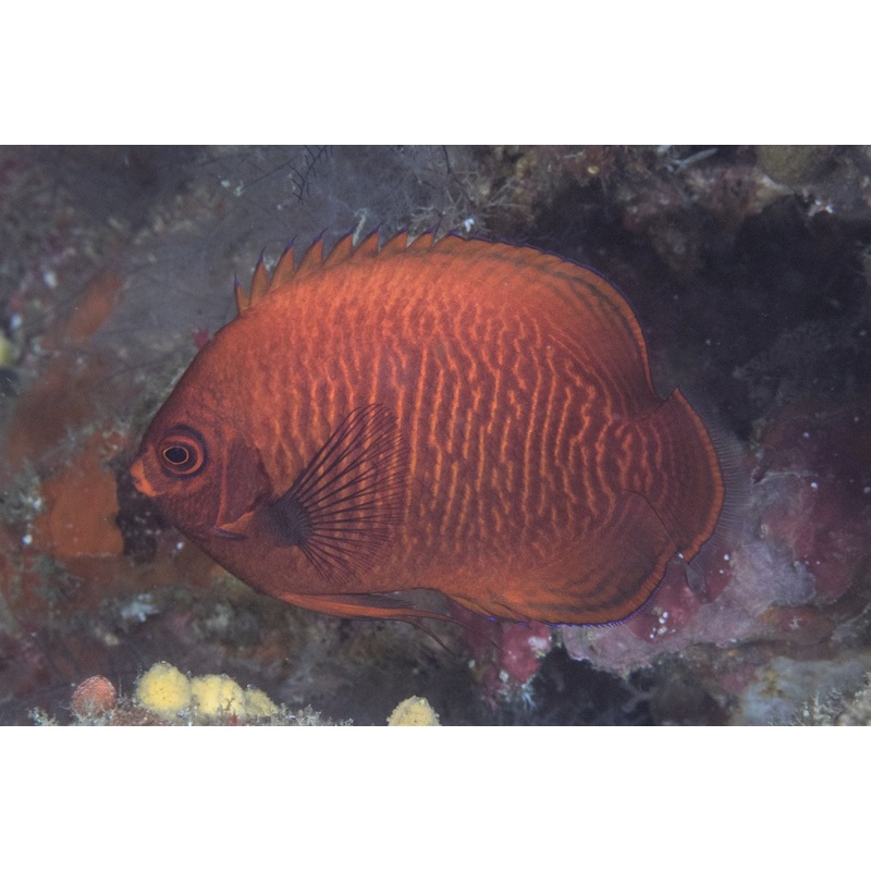 Angelfish Golden (Special Order) "Very Rare"