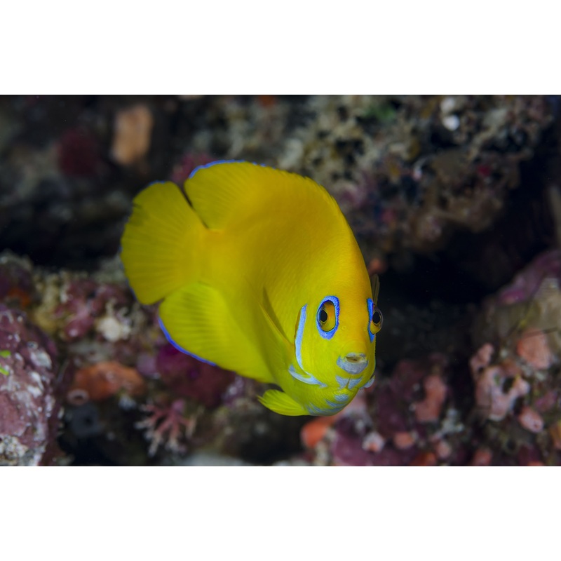 Angelfish Lemon Peel (Special Order) "Rare"