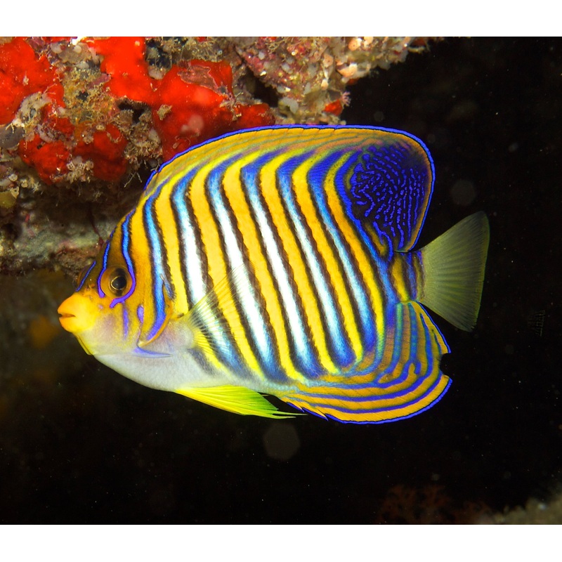 Angelfish Regal