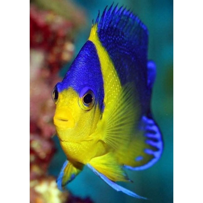 Angelfish Venustus Pygmy (Special Order) "Very Rare"