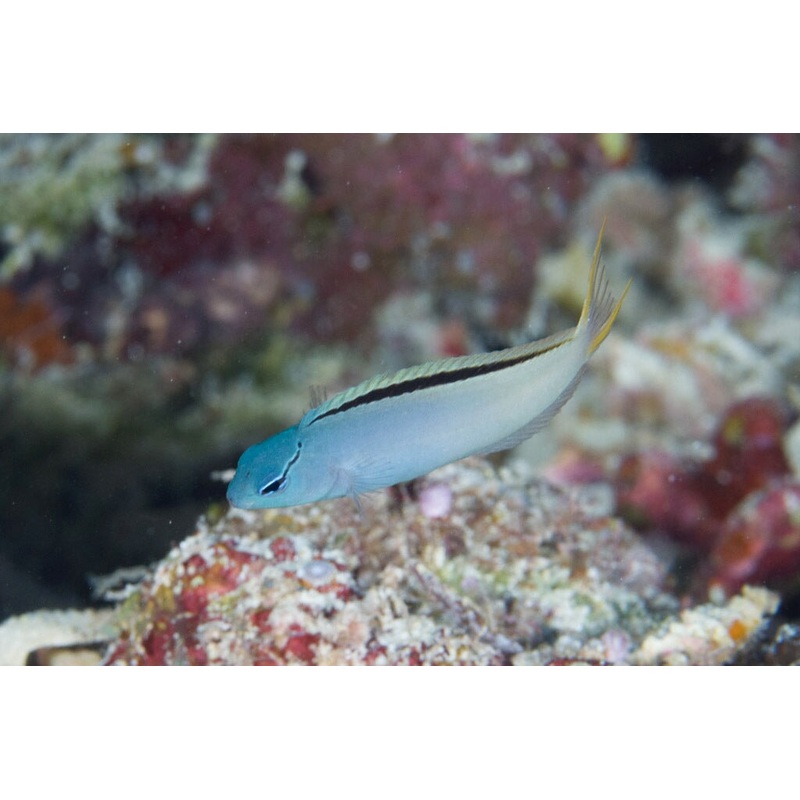 Blenny - Forktail/Eyelash Fang (Meiacanthus atrodorsalis)