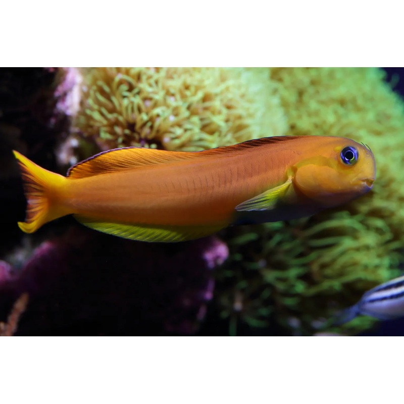 Blenny - Midas "Rare"