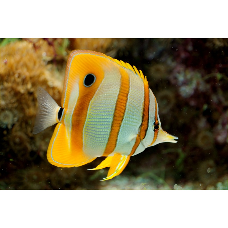 Butterflyfish - Copperband