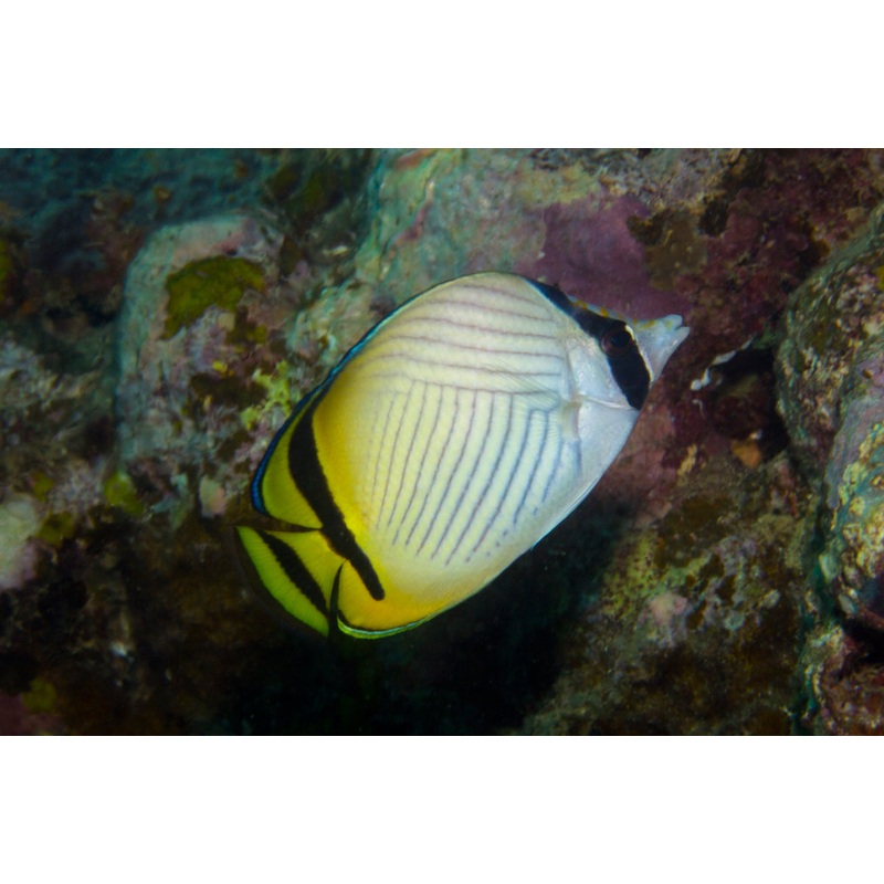 Butterflyfish - Vagabond (Chaetodon vagabundus)