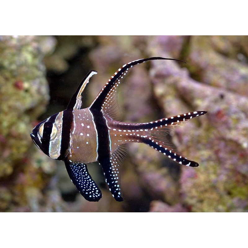 Cardinalfish - Banggai (Pterapogon kauderni)
