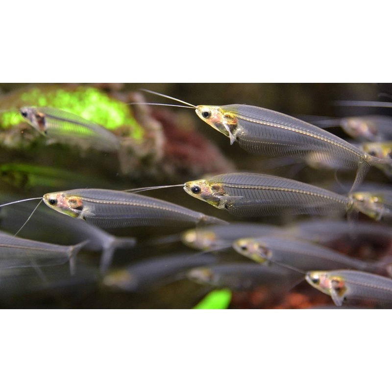 Catfish - Glass/Phantom (Kryptopterus vitreolus)
