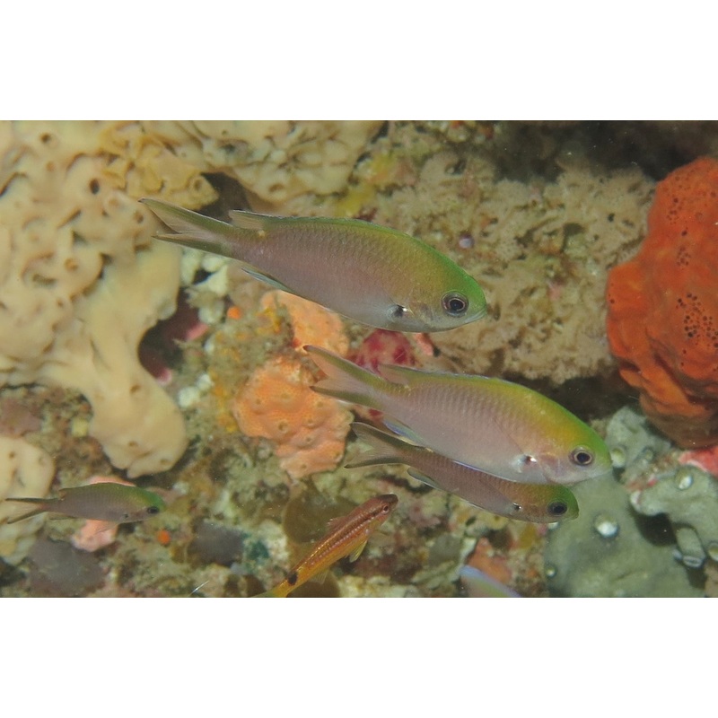 Chromis - Cherry (Chromis westaustralis)