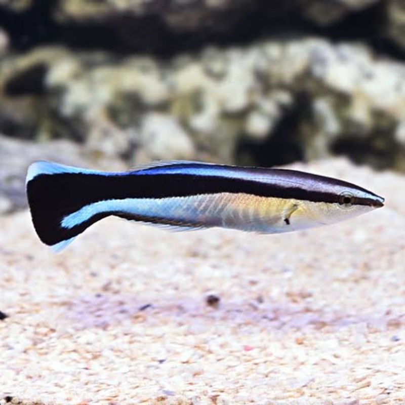 Cleaner Wrasse (Labroides Dimidiatus)