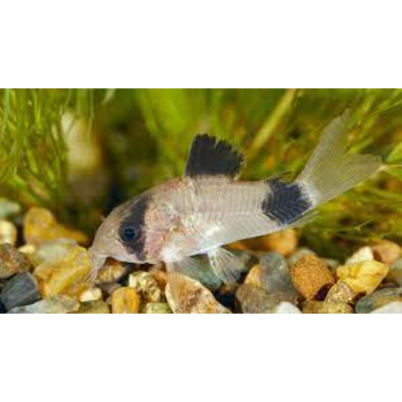 Corydora - Panda (Corydoras panda)